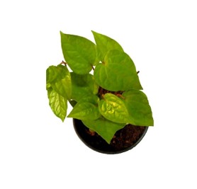 Maghai Paan,Piper Betel - Plant